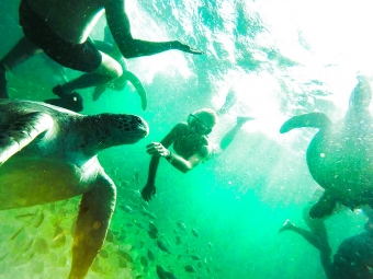 Journée complète de natation avec des tortues dans le Ñuro